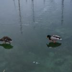 5 p.m. – Can ducks walk on water?