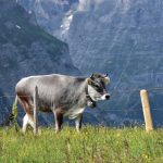 Abzweigung Scheidegg Oberläger – gegen Grindelwald