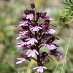 Orchis purpurea