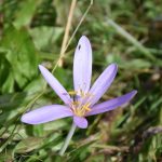 Colchicum autumnale