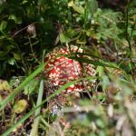 Amanita muscaria