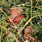 Amanita muscaria