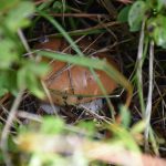 Boletus edulis