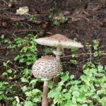 Chlorophyllum rhacodes