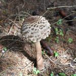 Chlorophyllum rhacodes