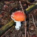 Amanita muscaria