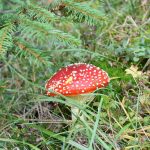 Amanita muscaria